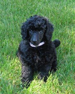 Tipper the Poodle as a Puppy